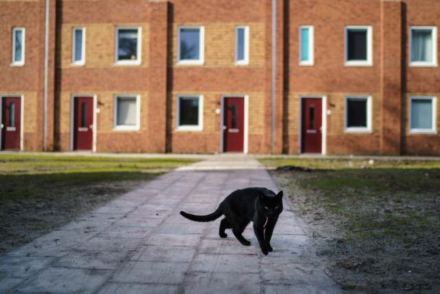 Zwarte kat met op de achtergrond nieuwbouw rijtjeshuizen