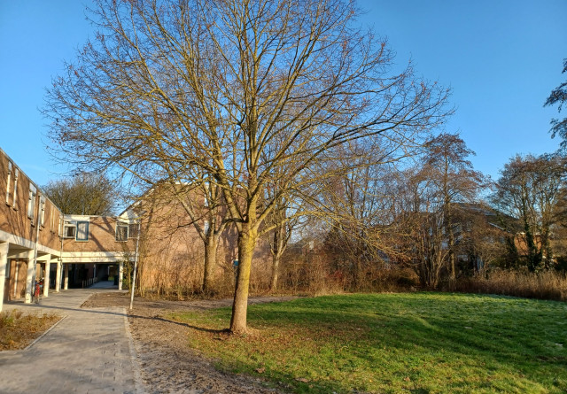Winters en zonnig met een kale boom op een grasveldje in een woonwijk