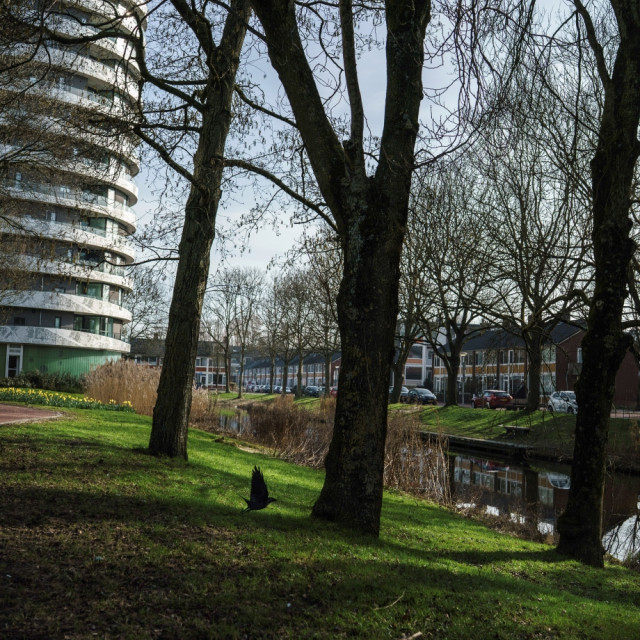 Grasveld met bomen en op de achtergrond een nieuwbouwflat en rechts oudere rijtjeshuizen.